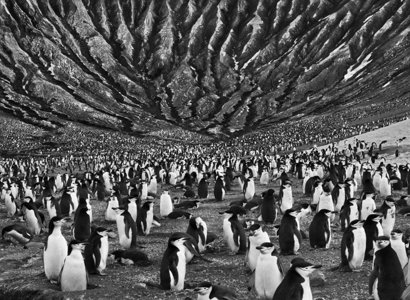 expo-photos-lms-gallery-sebastiao-salgado