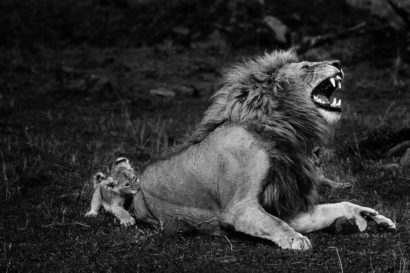 Photo de Yann Arthus Bertrand Lion 1978 60x90