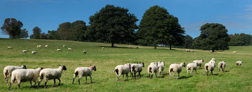 sheep-peak-district