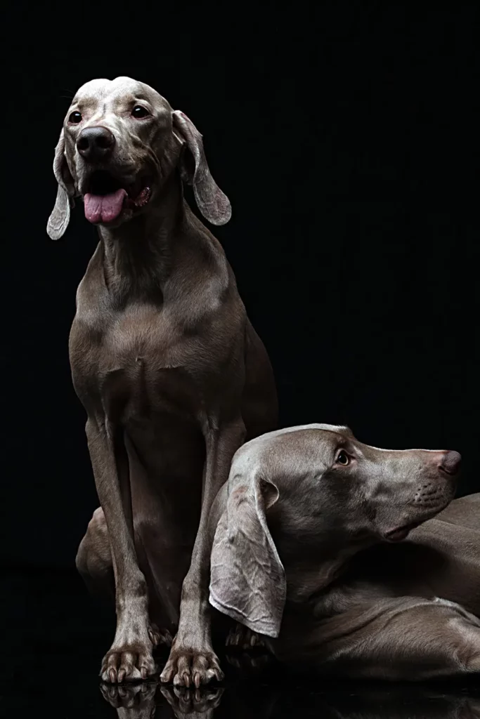 Photo de chien artistique sur fond noir inspirée par William Wegman.