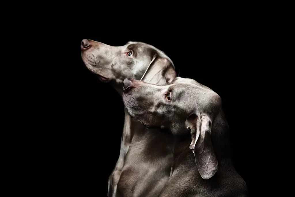 Photo de chien Braque de Weimar : duo de profil aligné en studio sur fond noir.