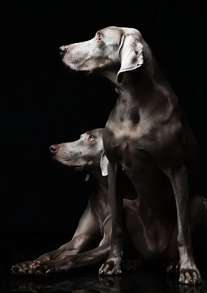 Portrait de chien haut de gamme avec reflets sur sol en plexi noir.